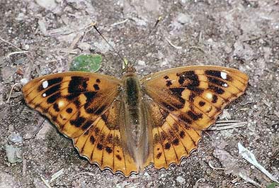Apatura ilia